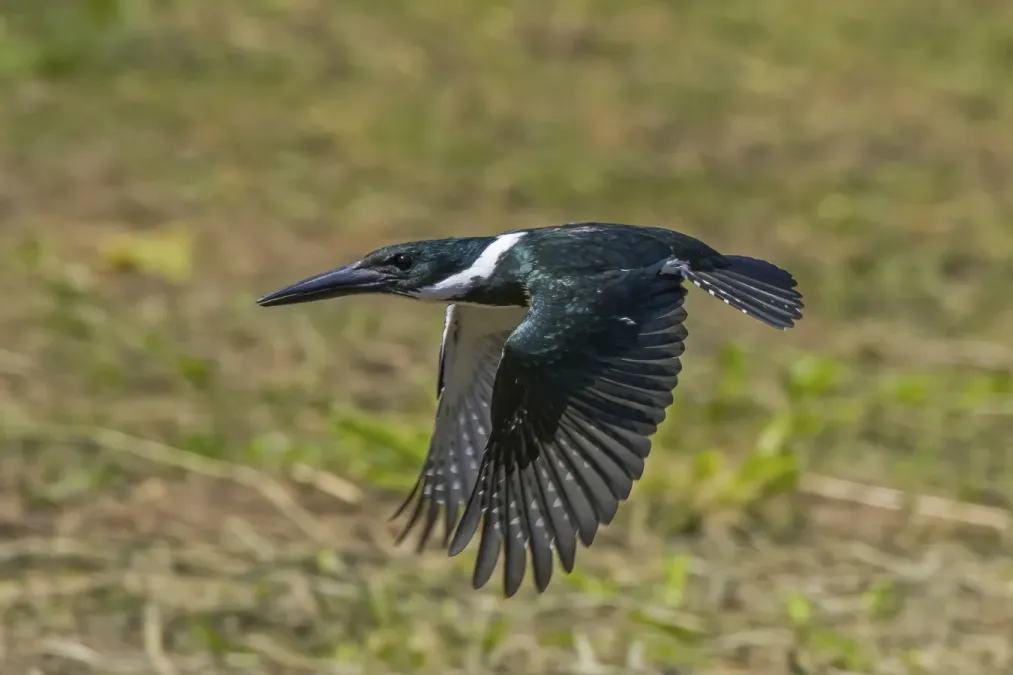 File:Amazon kingfisher (Chloroceryle amazona) female in flight Cayo.jpg