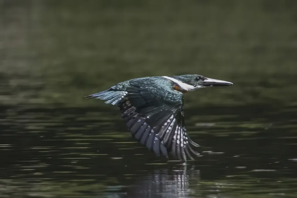 File:Amazon kingfisher (Chloroceryle amazona) male in flight Cayo 2.jpg