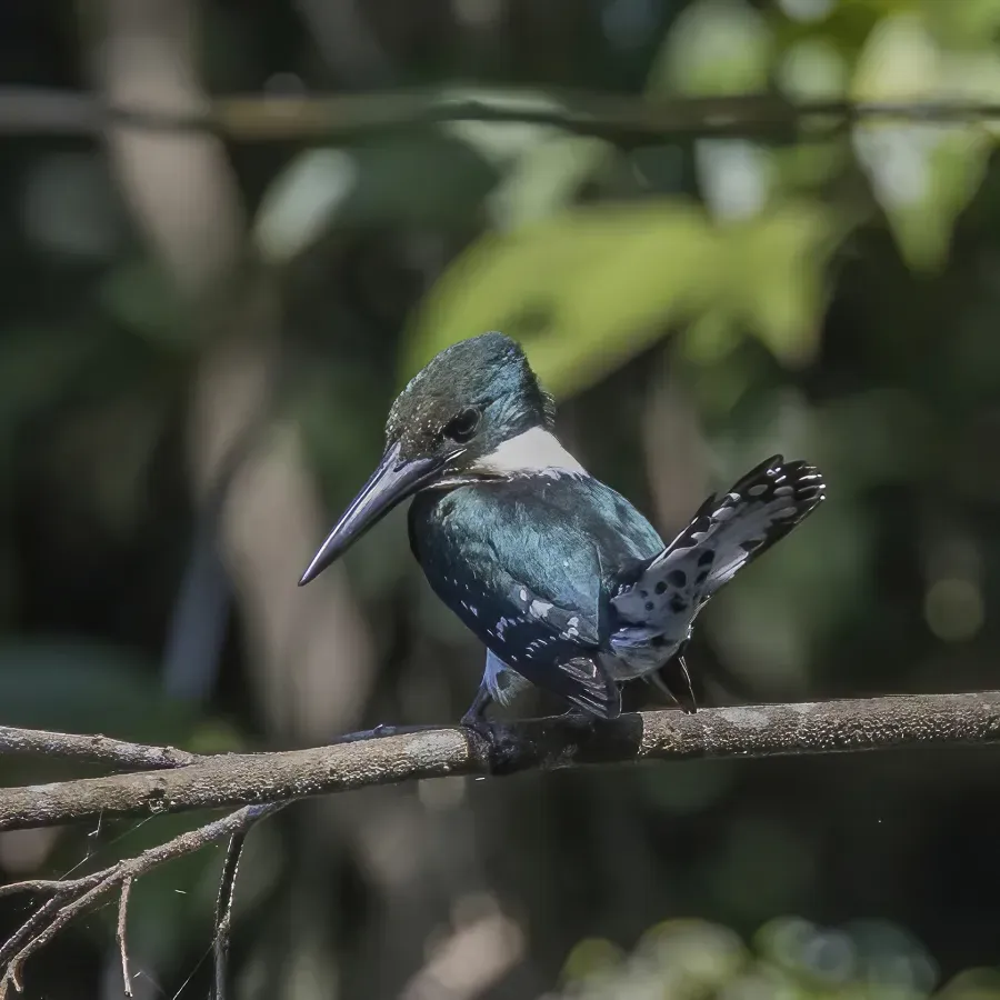 File:Amazon kingfisher (Chloroceryle amazona) male Cayo.jpg