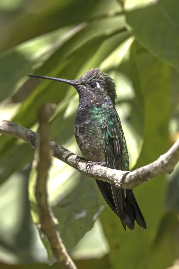 File:Rivoli's hummingbird (Eugenes fulgens) male Finca El Pilar 3.jpg