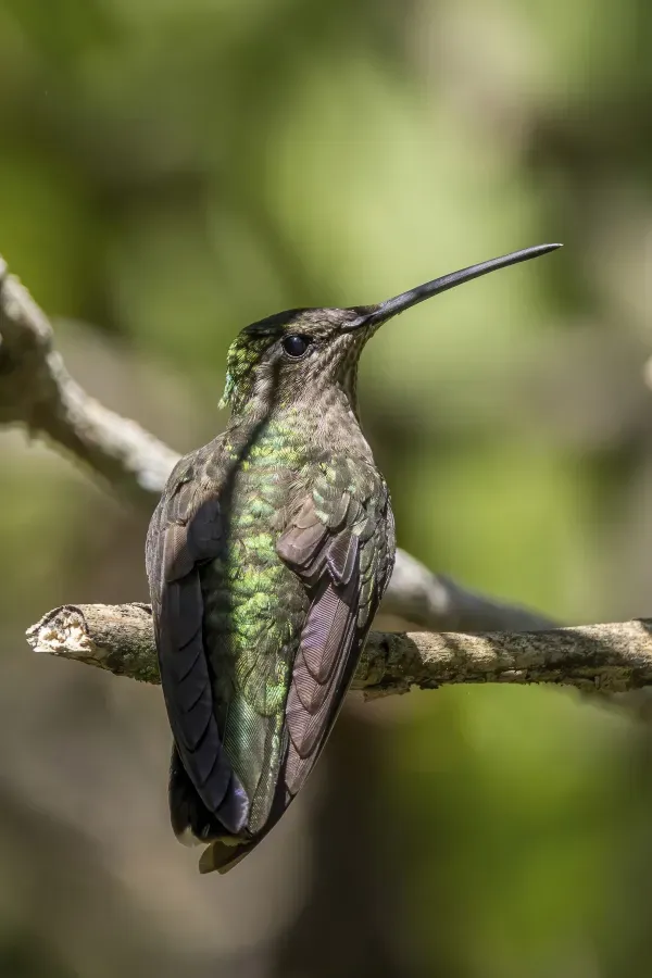 File:Rivoli's hummingbird (Eugenes fulgens) female Finca El Pilar.jpg