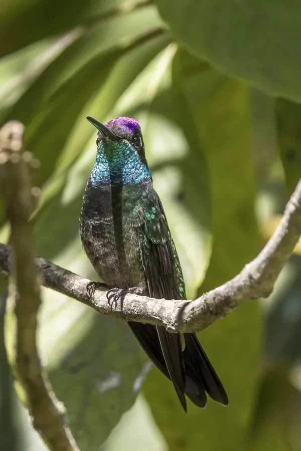 File:Rivoli's hummingbird (Eugenes fulgens) male Finca El Pilar 2.jpg