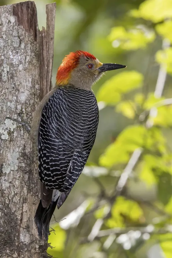 File:Golden-fronted (Velasquez's) woodpecker (Melanerpes aurifrons) male Copan 2.jpg