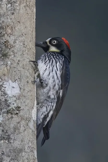 File:Acorn woodpecker (Melanerpes formicivorus lineatus) female Copan.jpg