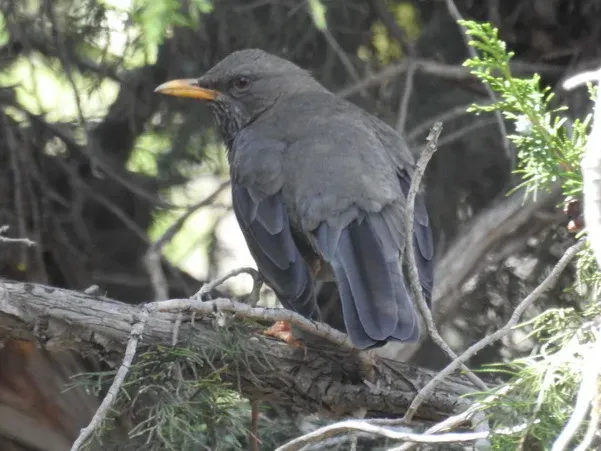 File:Turdus menachensis 160857823.jpg