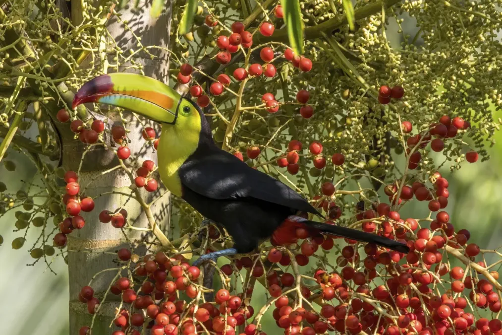 File:Keel-billed toucan (Ramphastos sulfuratus sulfuratus) on foxtail palm (Wodyetia bifurcata) Cayo.jpg