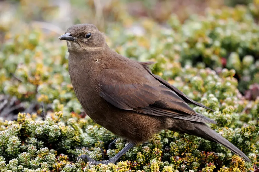 File:Cinclodes antarcticus 260321870.jpg