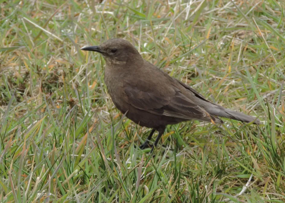 File:Cinclodes antarcticus antarcticus 55034162.jpg