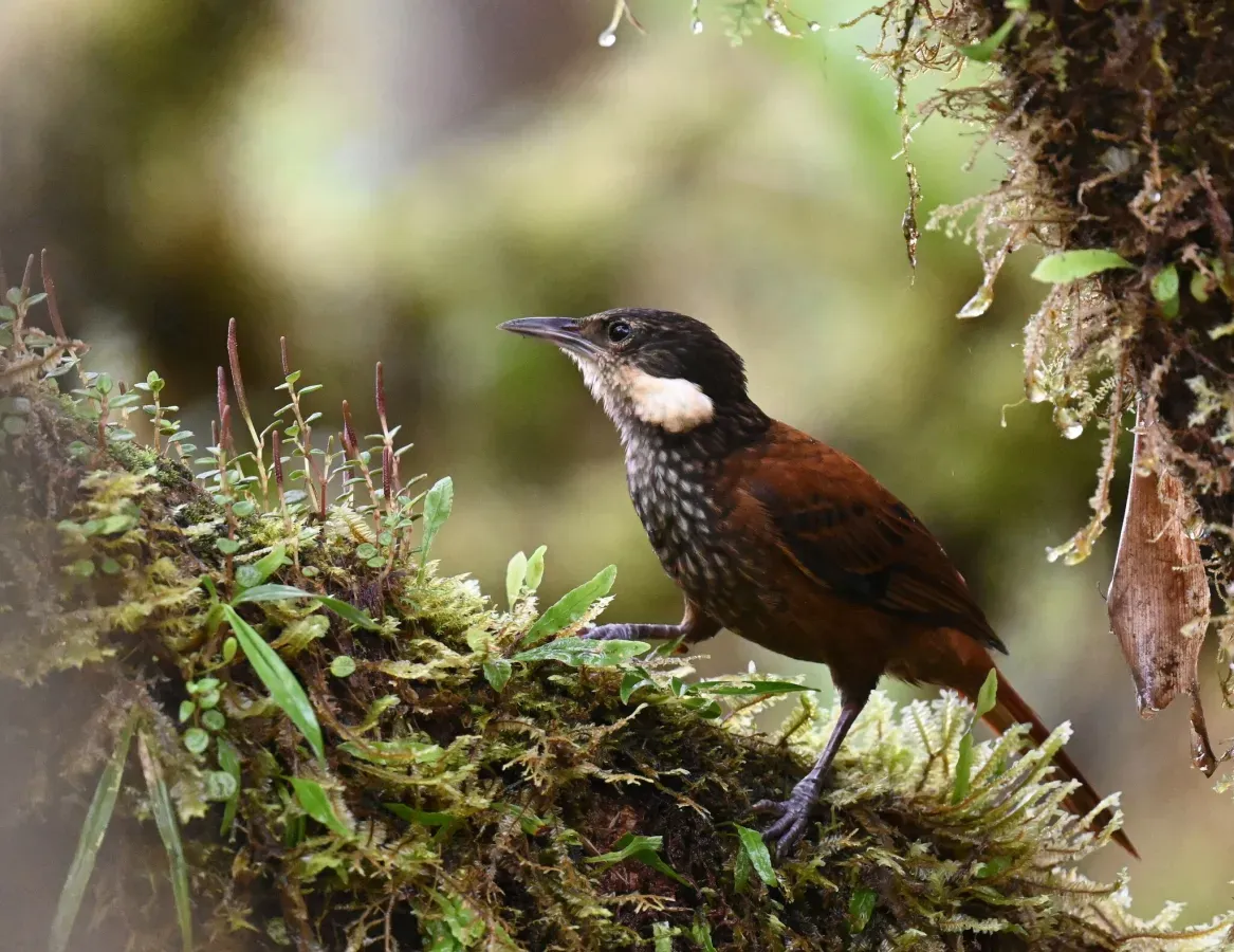 File:Pseudocolaptes boissonneautii 258459665.jpg