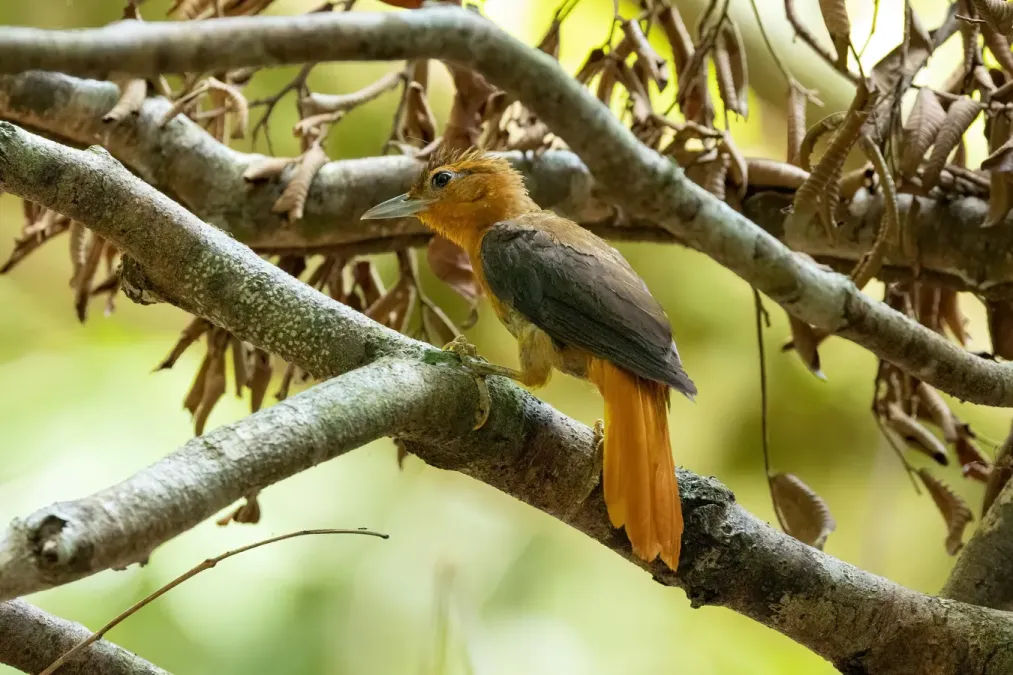 File:Philydor pyrrhodes 252604051.jpg