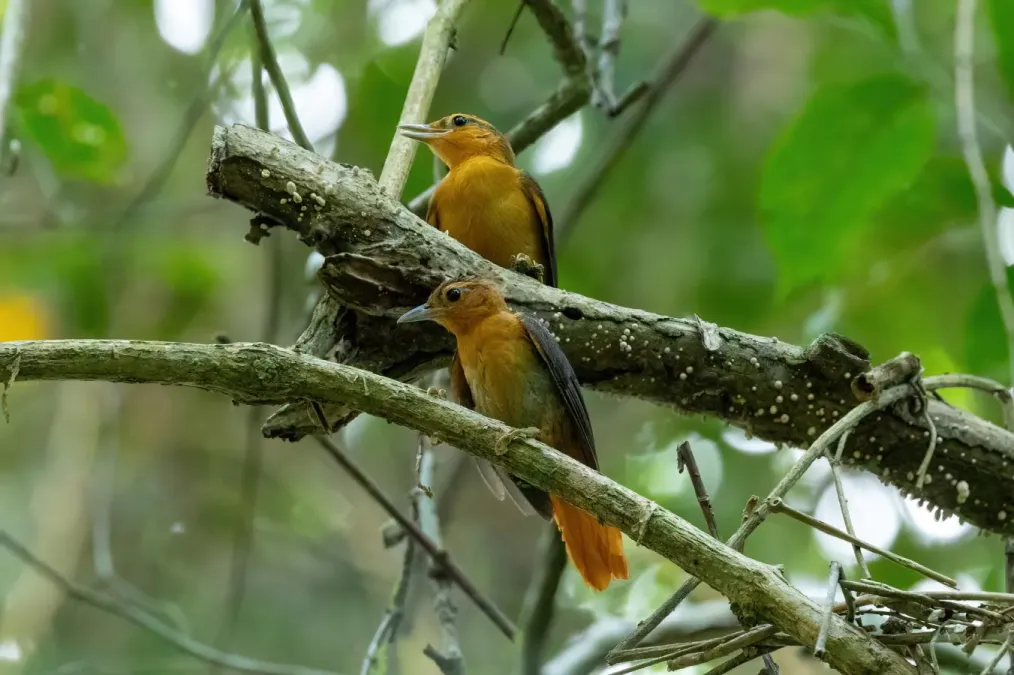 File:Philydor pyrrhodes 252608370.jpg
