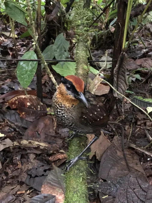 File:Pittasoma rufopileatum 29285512.jpg