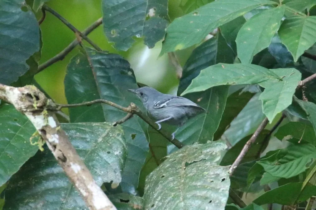 File:Myrmotherula menetriesii 62881338.jpg