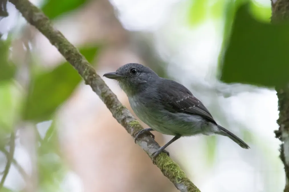 File:Thamnophilus murinus 95091328.jpg