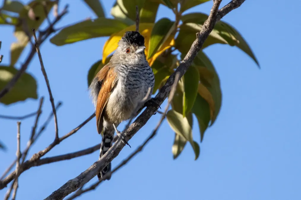 File:Thamnophilus torquatus 209929822.jpg