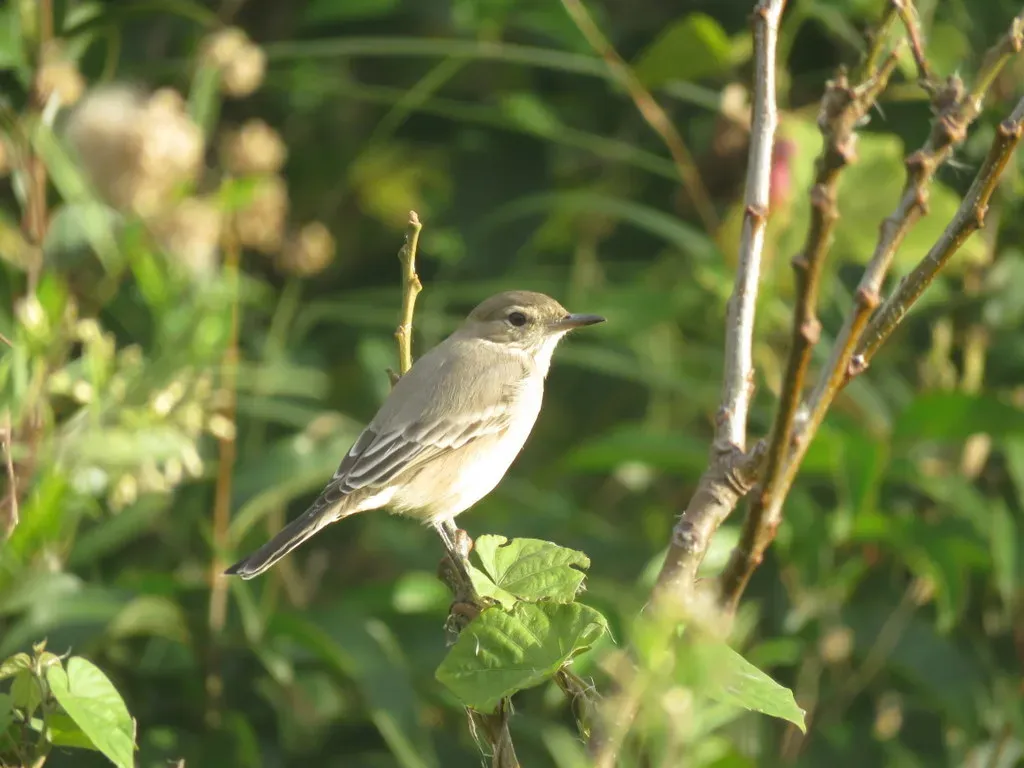 File:Agriornis murinus 37609223.jpg