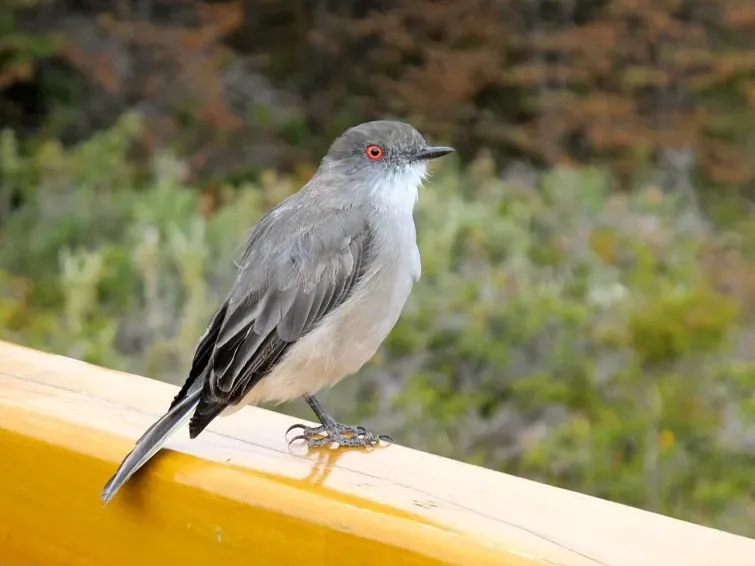 File:Xolmis pyrope -Los Glaciares National Park, Santa Cruz province, Argentina-8 (cropped).jpg