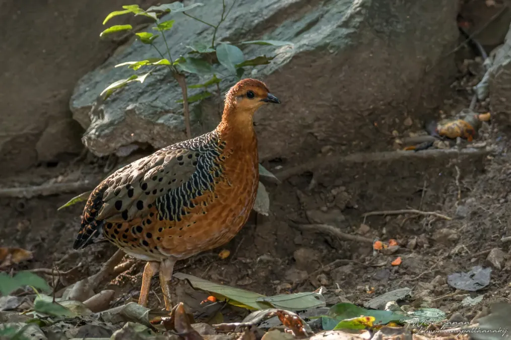 File:Caloperdix oculeus oculeus 241524382.jpg