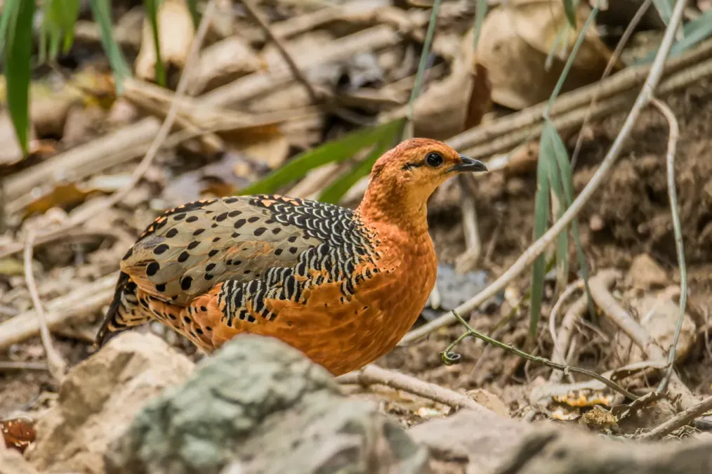 File:Caloperdix oculeus oculeus 184442127.jpg
