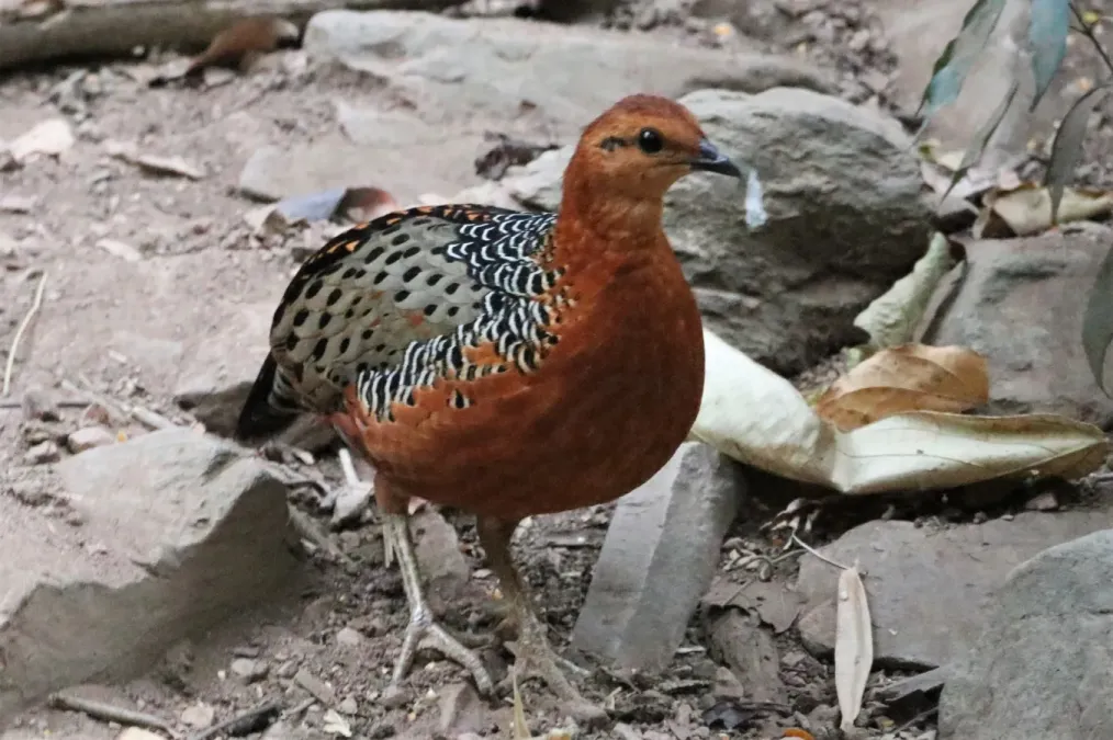 File:Caloperdix oculeus 67220297.jpg