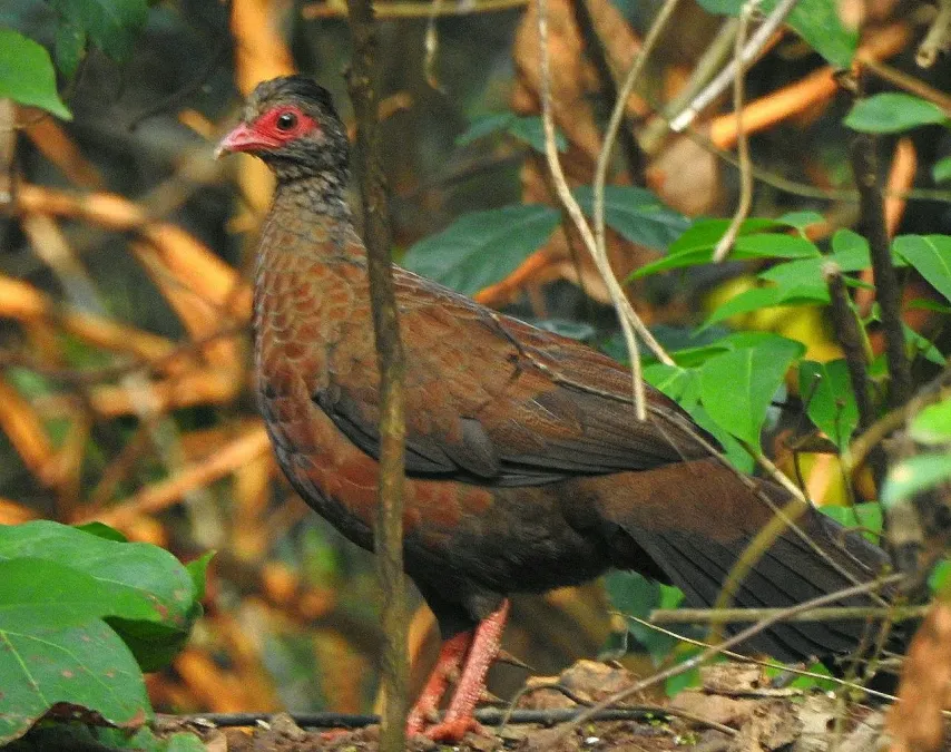 File:Galloperdix spadicea 185807829.jpg