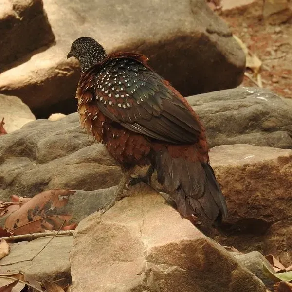 File:Galloperdix lunulata 53030372.jpg