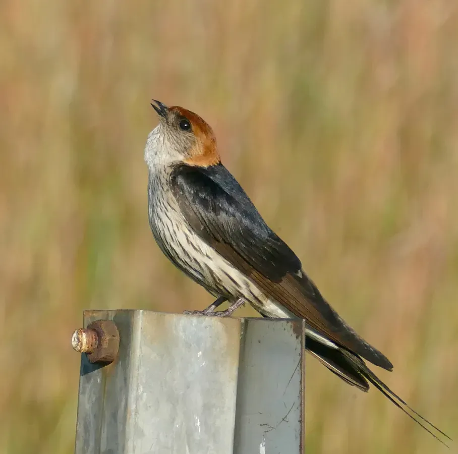 File:Greater Striped Swallow (Cecropis cucullata) calling ... (52708493208).jpg