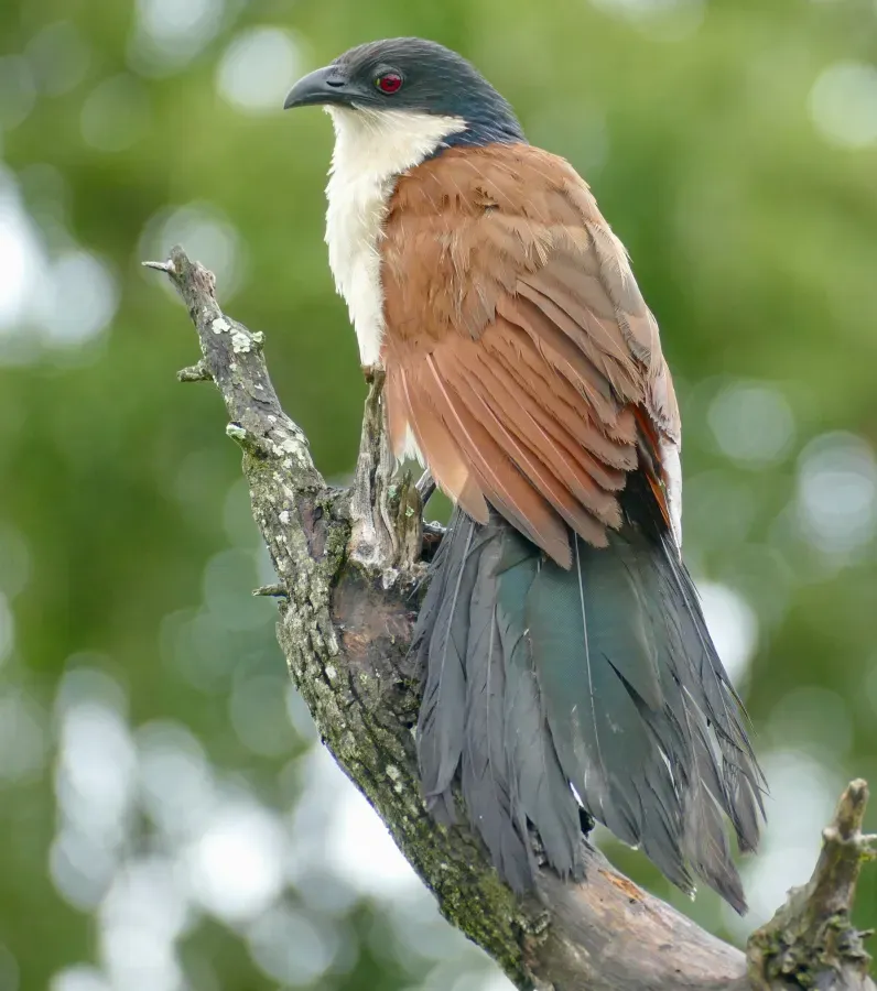 File:Burchell's Coucal (Centropus burchellii) (52716453867).jpg