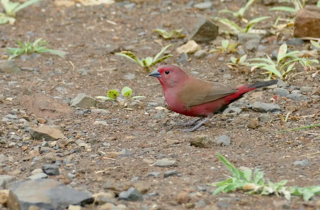 File:Jameson's Firefinch (Lagonosticta rhodopareia) male ... (52743369504).jpg