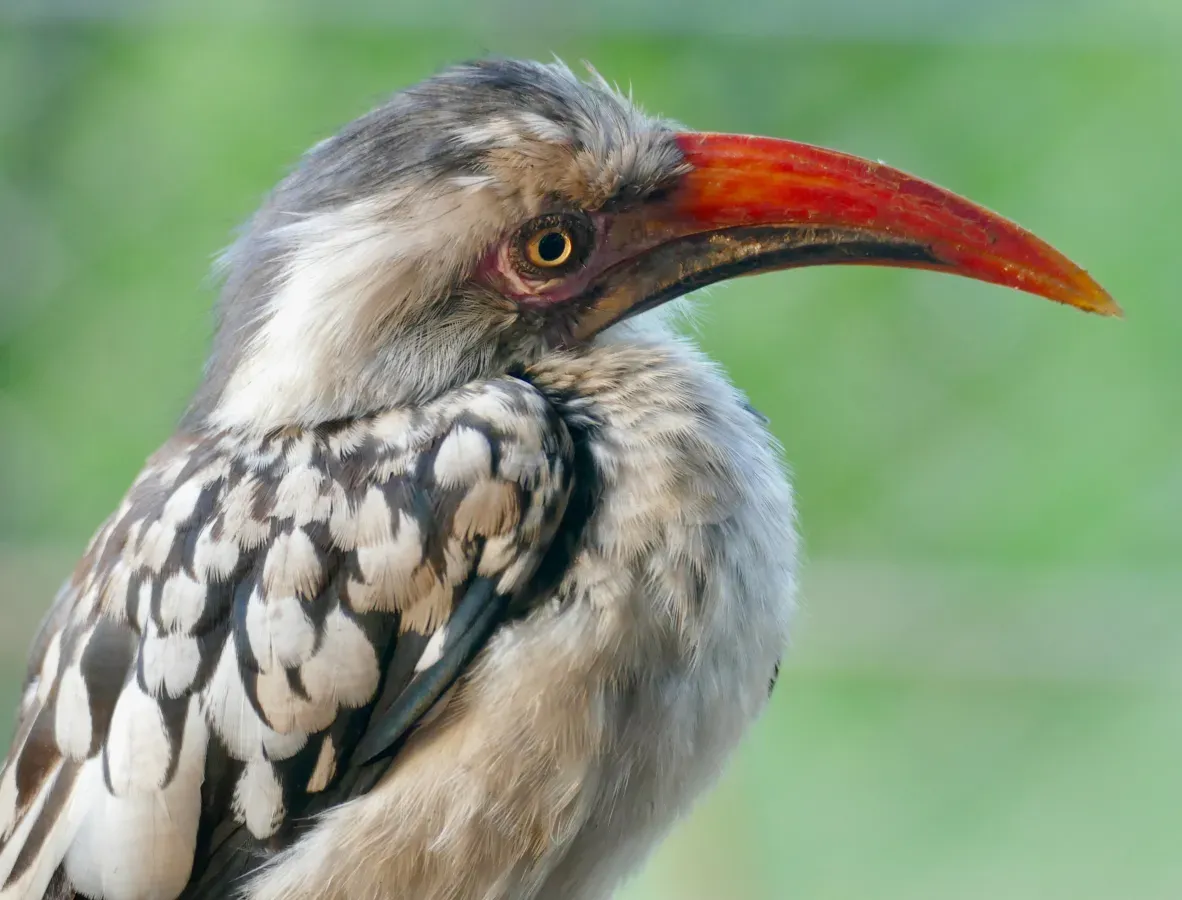 File:Southern Red-billed Hornbill (Tockus rufirostris) (52754632641).jpg
