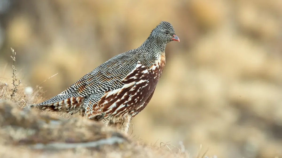 File:Lerwa lerwa 76842644.jpg