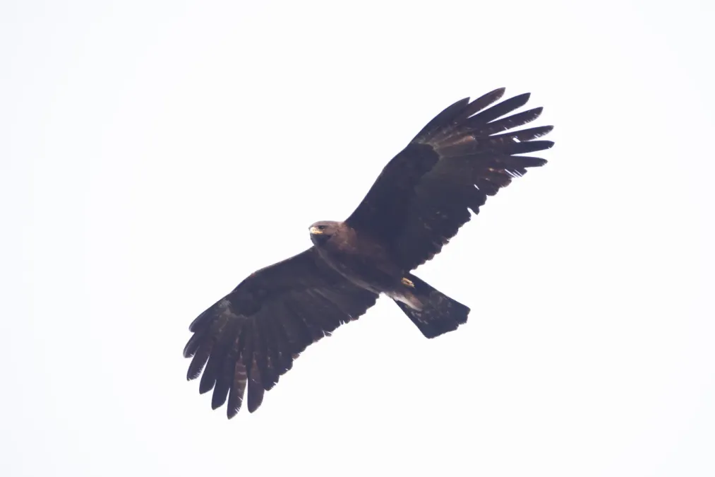 File:Ictinaetus malaiensis malaiensis at Jiji, Nantou 2021-02-07.jpg