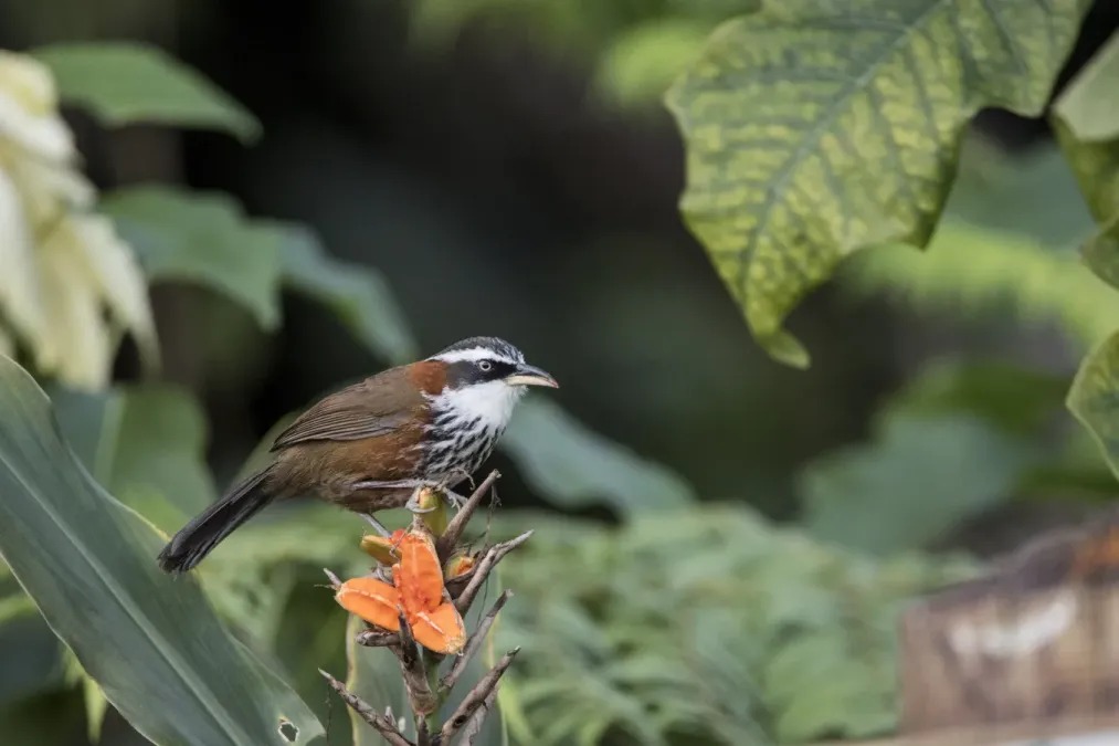 File:Pomatorhinus musicus at Fonghuanggu Bird and Ecology Park 2022-12-20 02.jpg