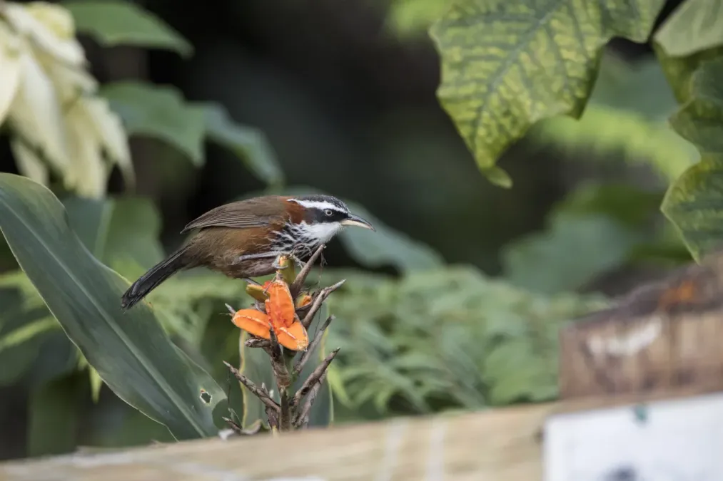 File:Pomatorhinus musicus at Fonghuanggu Bird and Ecology Park 2022-12-20 01.jpg