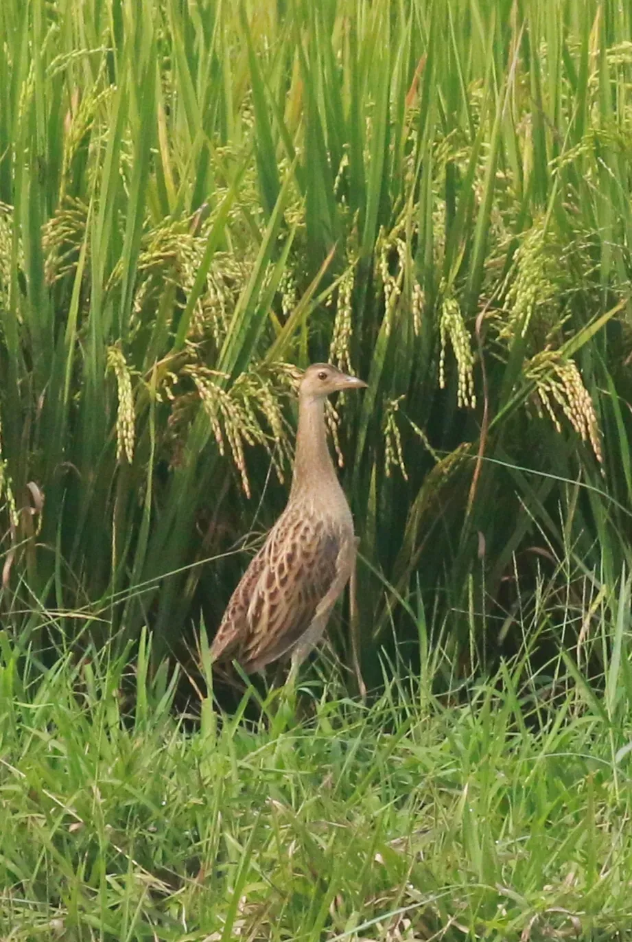 File:Watercock (Gallicrex cinerea) image.jpg