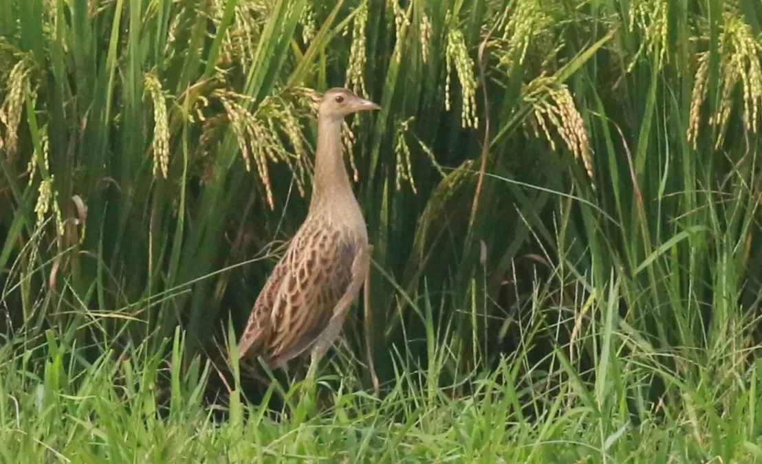 File:Watercock (Gallicrex cinerea), image.jpg