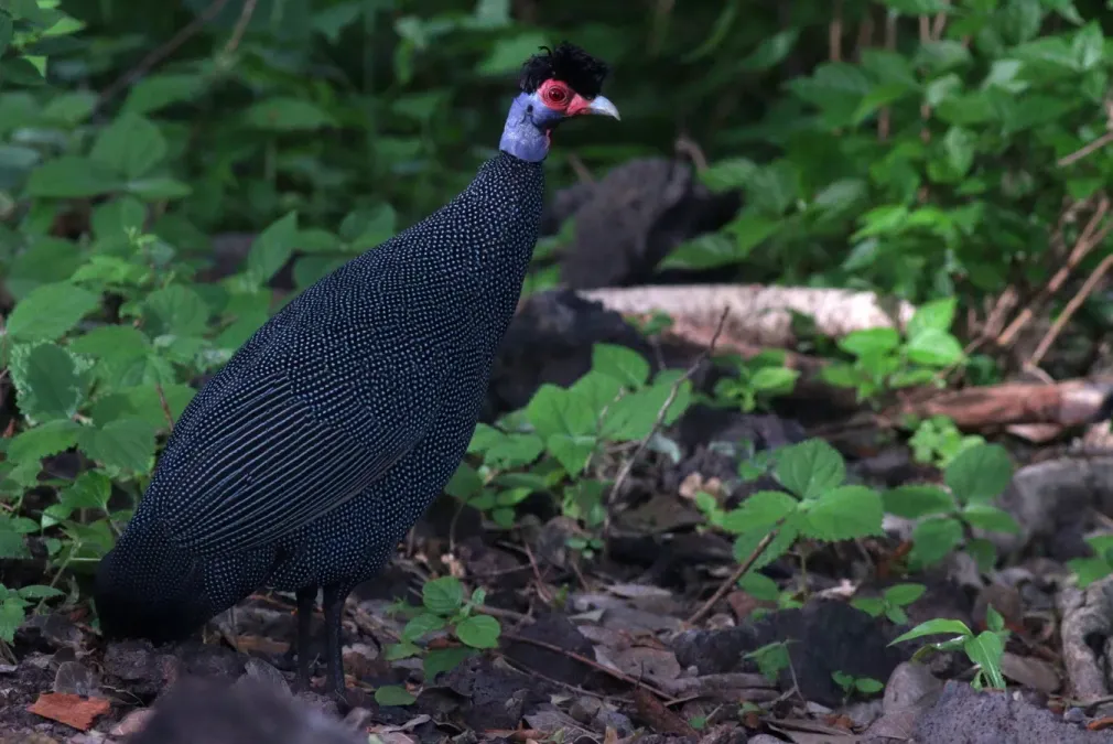 File:Guttera pucherani 190416236.jpg