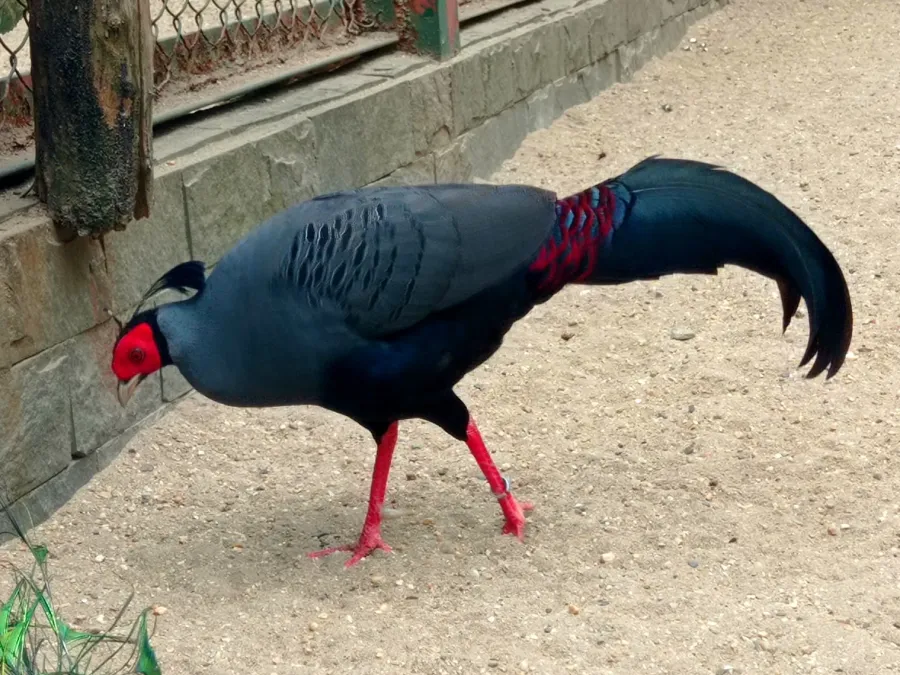 File:Lophura diardi Thu Le Park.jpg