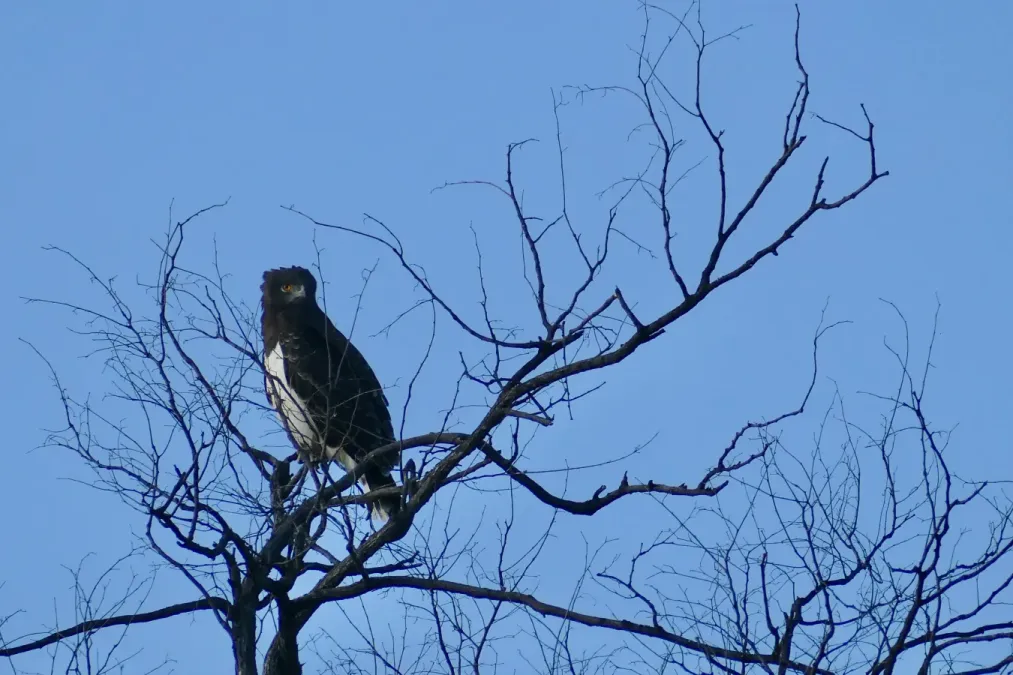 File:Black-chested Snake-Eagle (Circaetus pectoralis) (52772169880).jpg