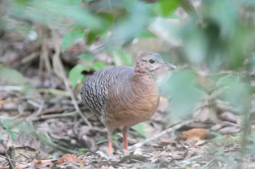 File:Crypturellus cinnamomeus 102472315.jpg