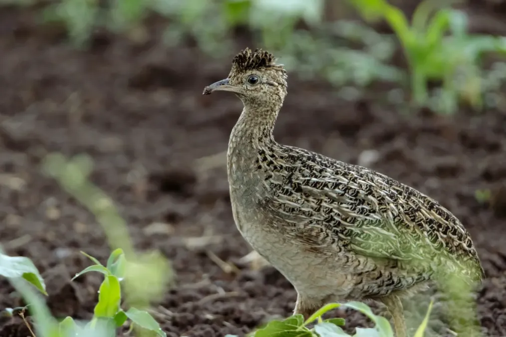 File:Nothoprocta perdicaria perdicaria 248303578.jpg