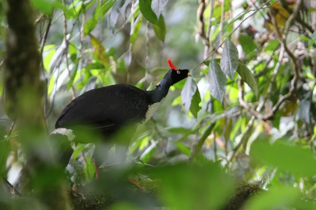 File:Oreophasis derbianus 93128354.jpg