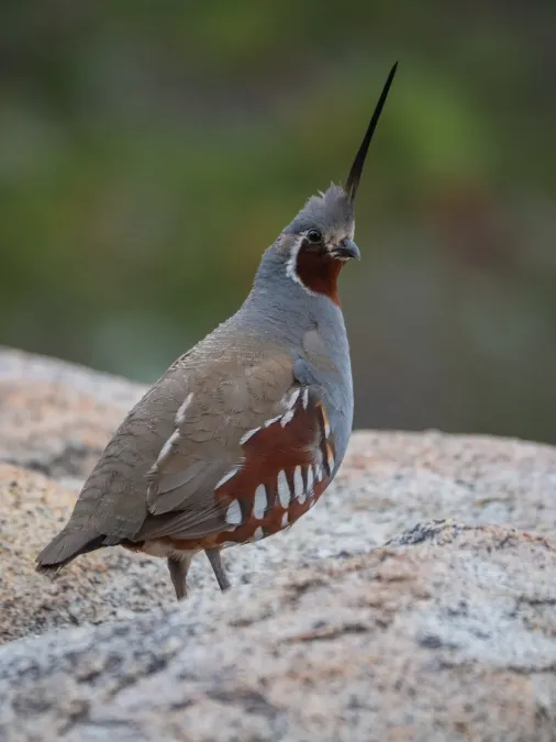 File:Oreortyx pictus 90643590.jpg