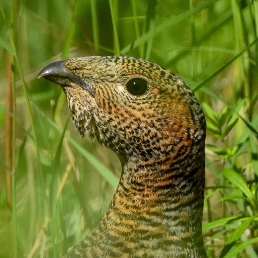 File:Tetrao urogalloides kamtschaticus 139103973.jpg