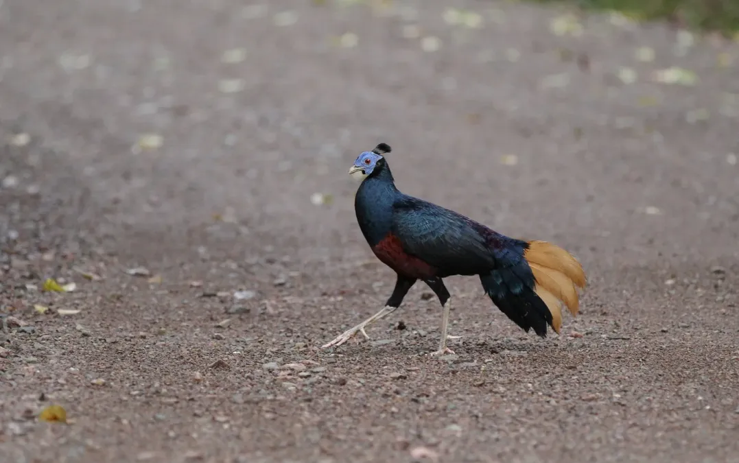 File:Lophura ignita 102419690.jpg