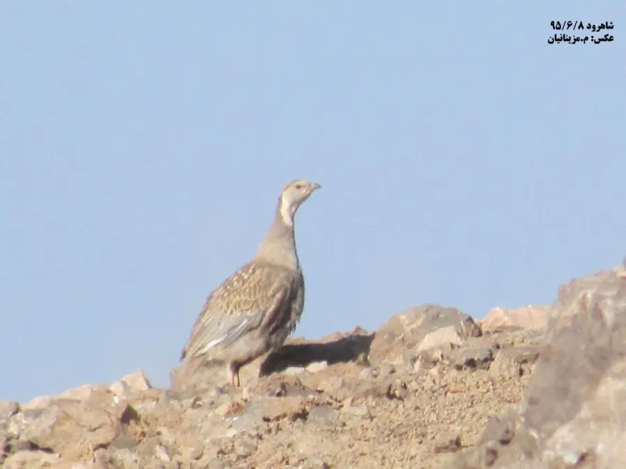 File:Tetraogallus caspius 199020352.jpg