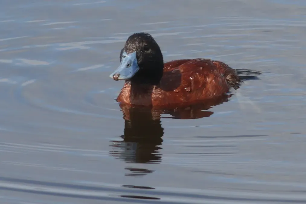 File:Oxyura vittata 117507844.jpg