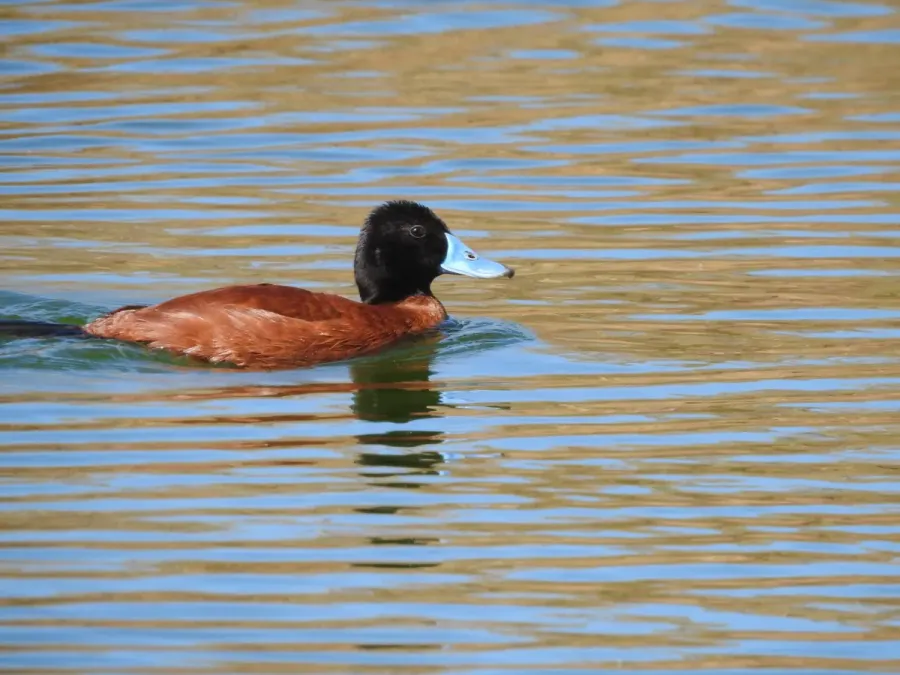 File:Oxyura vittata 108579690.jpg