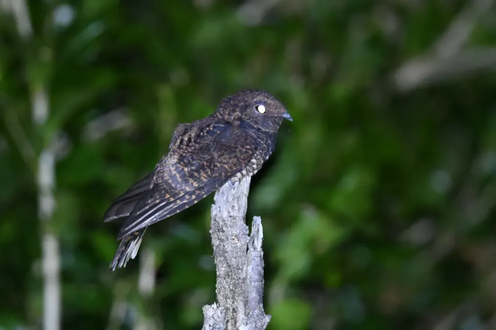 File:Antrostomus saturatus 195123996.jpg