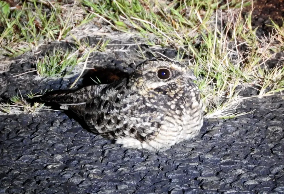 File:Caprimulgus natalensis 71937117.jpg